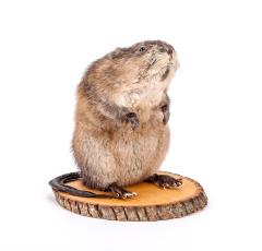 Muskrat (mount)