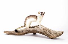 Ermine (mount)