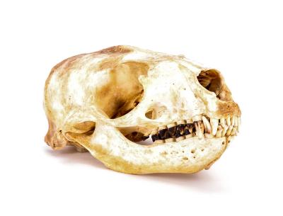 California Sea Lion (Skull)