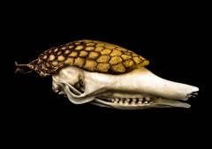 Nine-Banded Armadillo (skull)