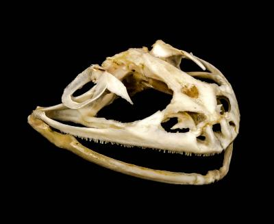 American Bullfrog (skull)
