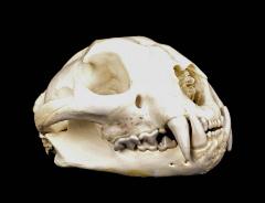 Mountain Lion (skull)
