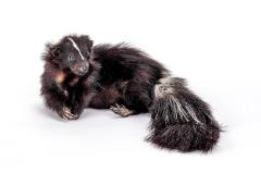 Stripped Skunk (mount)