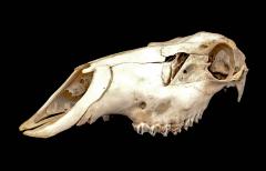 American Elk (skull)