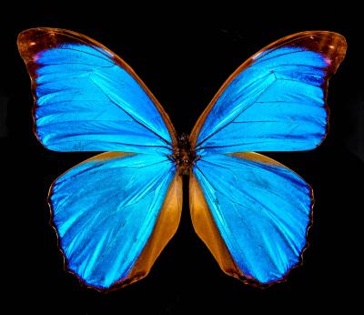 Blue Morpho Butterfly