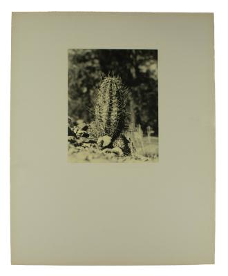 Photograph, Cactus 