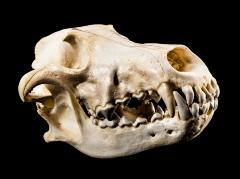 Gray Wolf (skull)