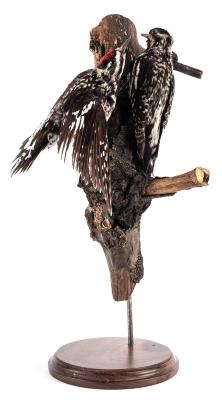 Yellow-Bellied Sapsucker (mount)