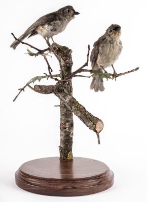 Tufted Titmouse (mount)