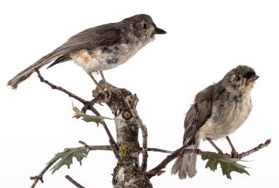 Tufted Titmouse (mount)