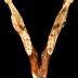 Eastern Cottontail Rabbit (skull)