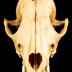 Red Fox (skull)