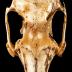 Eastern Cottontail Rabbit (skull)