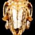Eastern Cottontail Rabbit (skull)