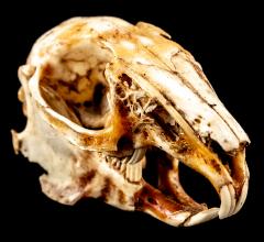 Eastern Cottontail Rabbit (skull)