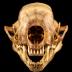 Striped Skunk (skull)