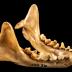 Striped Skunk (skull)