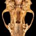 Striped Skunk (skull)