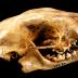 Striped Skunk (skull)