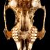 Eastern Cottontail Rabbit (skull)