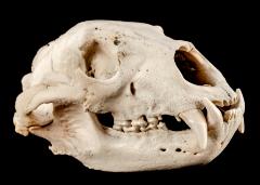 American Black Bear (skull)