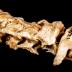 Eastern Cottontail Rabbit (skull)