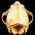 Red Fox (skull)