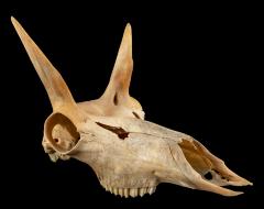 Pronghorn (skull)