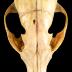 Red Fox (skull)