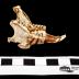 Eastern Cottontail Rabbit (skull)
