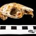 Eastern Cottontail Rabbit (skull)