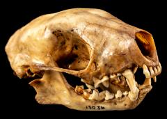 Striped Skunk (skull)
