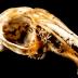Eastern Cottontail Rabbit (skull)