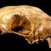Striped Skunk (skull)