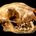 Striped Skunk (skull)