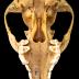 Red Fox (skull)