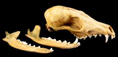 Red Fox (skull)