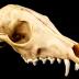 Red Fox (skull)