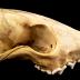 Red Fox (skull)