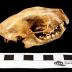 Striped Skunk (skull)