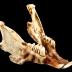 Eastern Cottontail Rabbit (skull)
