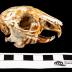 Eastern Cottontail Rabbit (skull)