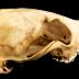 Red Fox (skull)