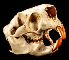 North American Porcupine (skull)