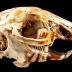Eastern Cottontail Rabbit (skull)