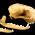 Red Fox (skull)
