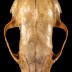 Striped Skunk (skull)