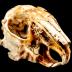 Eastern Cottontail Rabbit (skull)