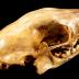 Striped Skunk (skull)