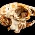 Eastern Cottontail Rabbit (skull)